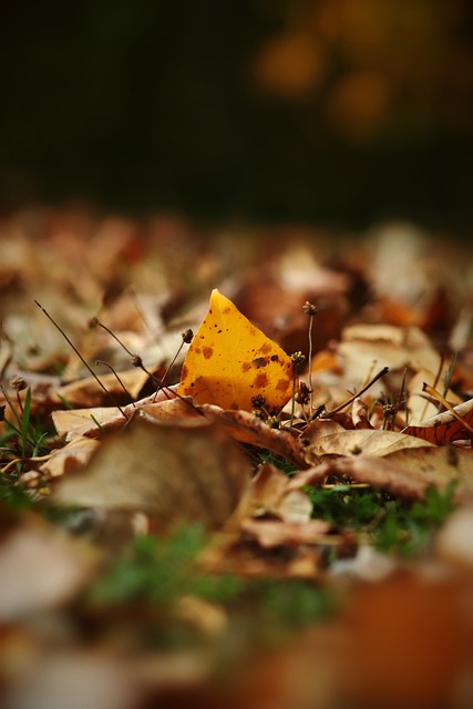 強調球隊在 強調球隊在