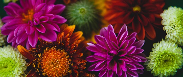 双球员之一 双球员之一